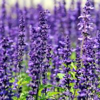 bright purple lavender in field